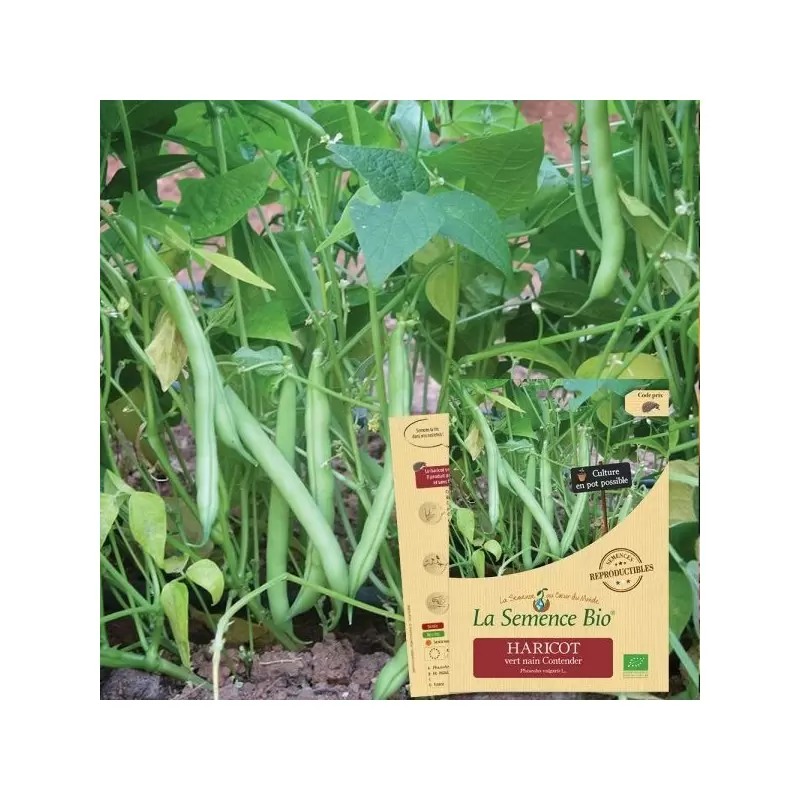 Graines Haricot Vert nain Contender BIO - La Semence Bio