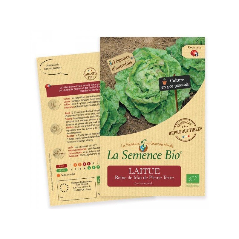 Graines Laitue Reine de Mai BIO - La Semence Bio