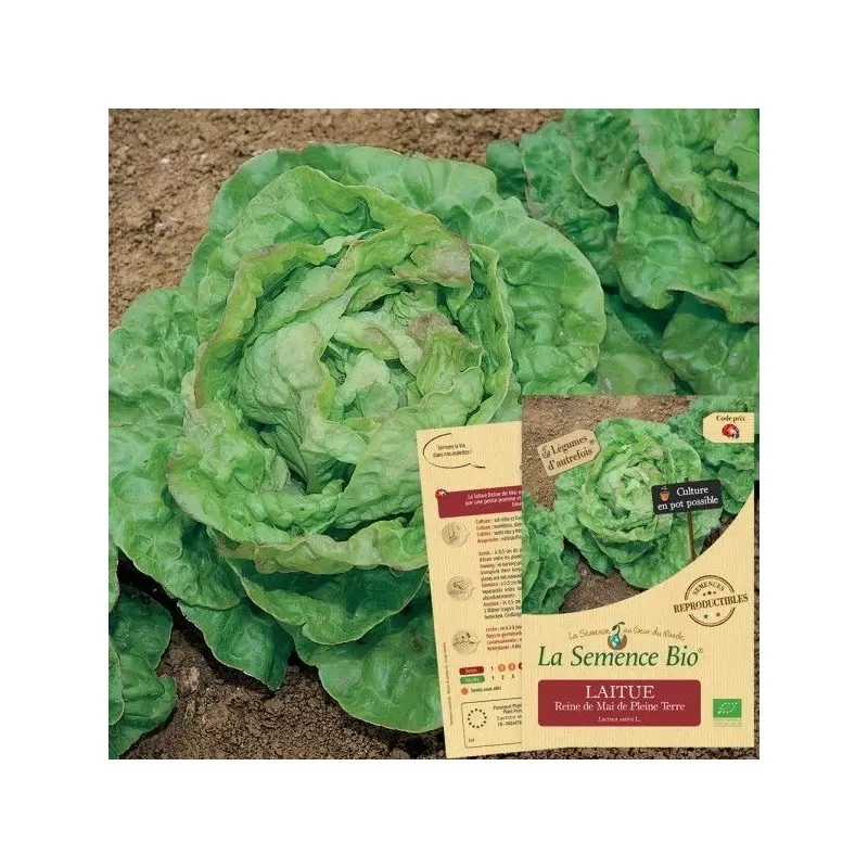 Graines Laitue Reine de Mai BIO - La Semence Bio