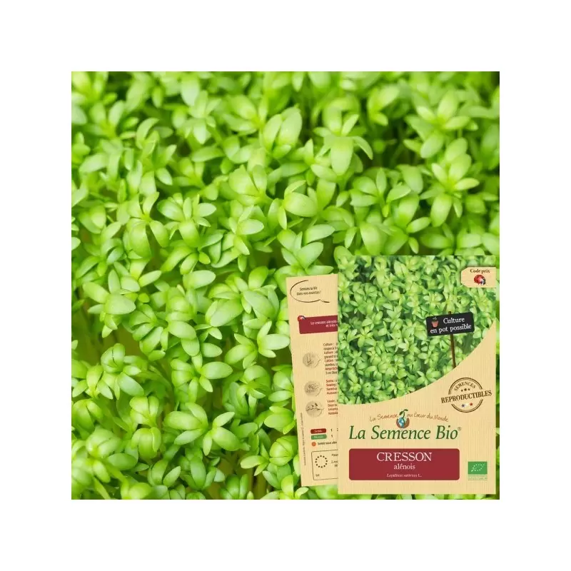 Graines Cresson Alénois BIO - La Semence Bio
