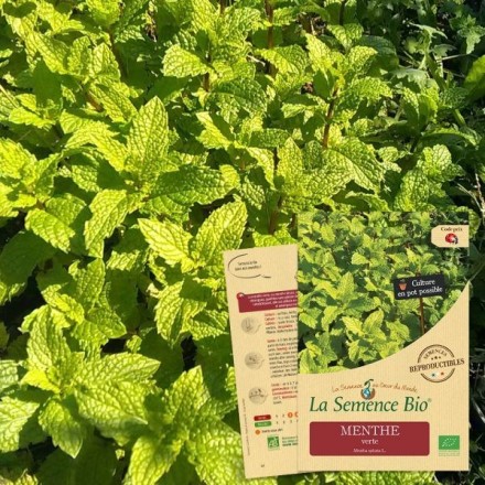 Graines Menthe Verte BIO - La Semence Bio
