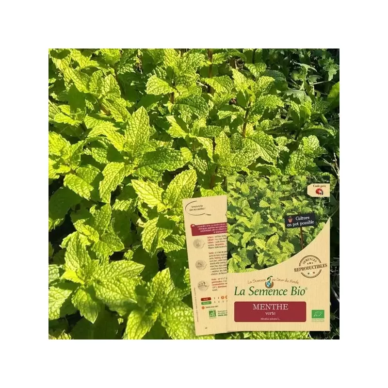 Graines Menthe Verte BIO - La Semence Bio