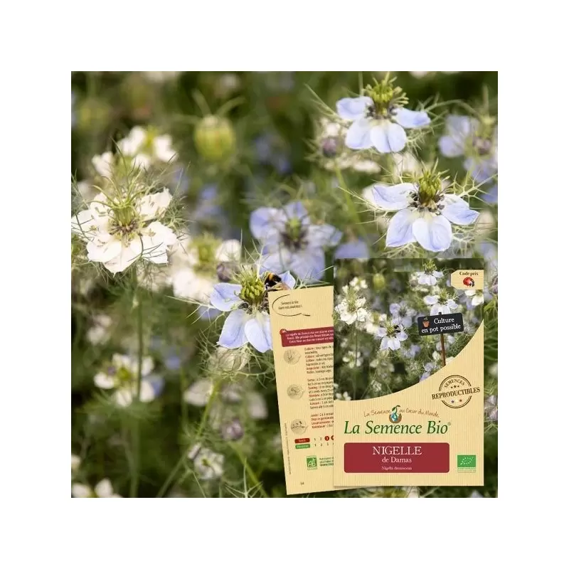 Graines Nigelle de Damas BIO - La Semence Bio