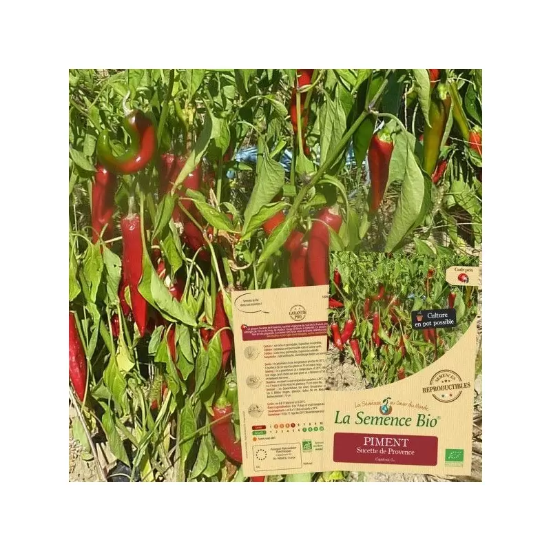 Graines Piment Sucette de Provence BIO - La Semence Bio