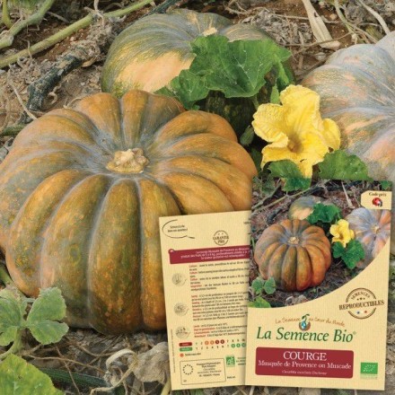 Graines Courge musquée de Provence BIO (Muscade) - La Semence Bio