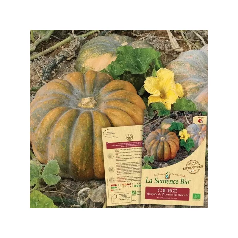 Graines Courge musquée de Provence BIO (Muscade) - La Semence Bio