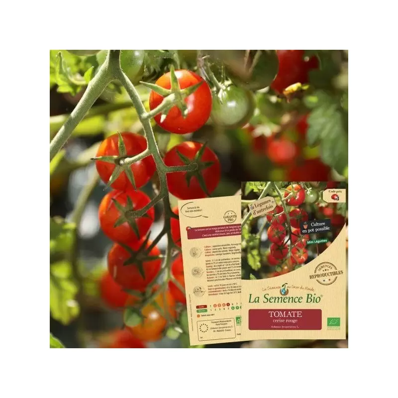 Graines Tomate Cerise BIO - La Semence Bio