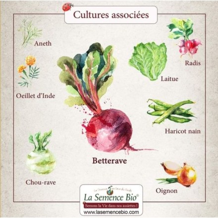 Graines Betterave Chioggia BIO - La Semence Bio