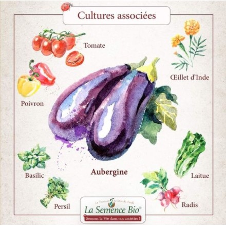 Graines Aubergine Black Beauty BIO - La Semence Bio