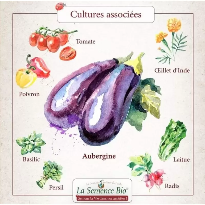 Graines Aubergine Black Beauty BIO - La Semence Bio