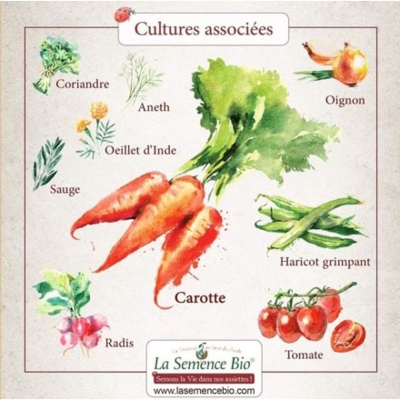 Graines Carottes en mélange BIO - La Semence Bio
