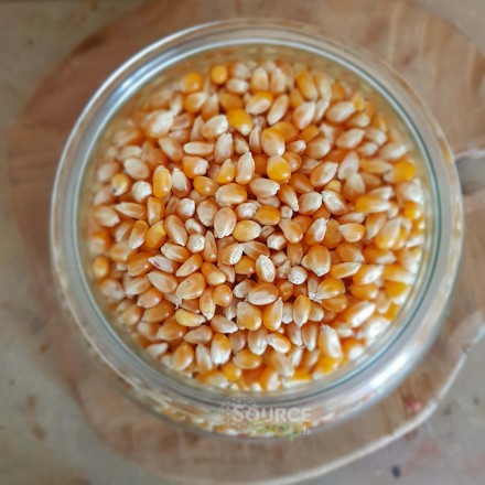 Maïs popcorn BIO en vrac