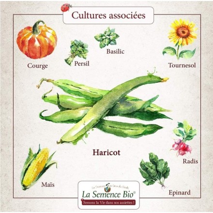 Graines Haricot Vert nain Contender BIO - La Semence Bio