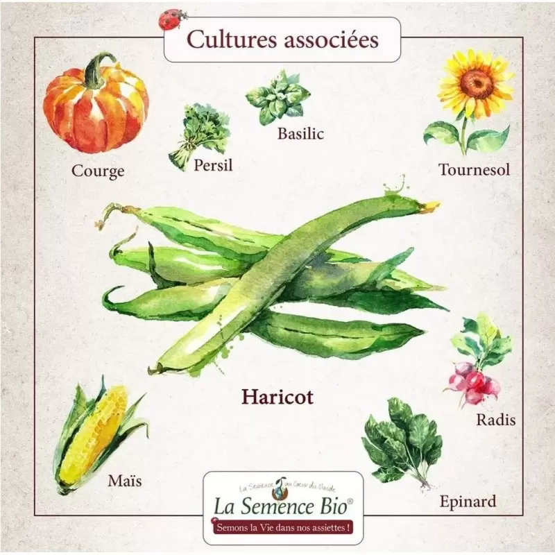 Graines Haricot Vert nain Contender BIO - La Semence Bio