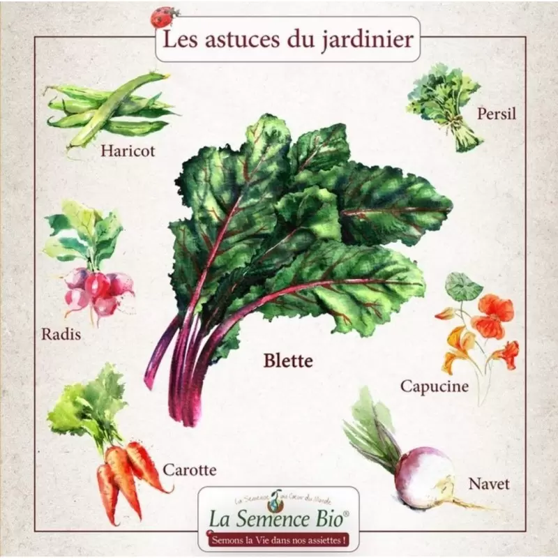 Graines Blette carde blanche BIO - La Semence Bio