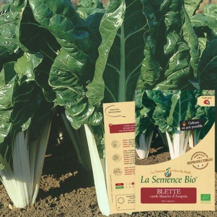 Graines Blette carde blanche BIO - La Semence Bio