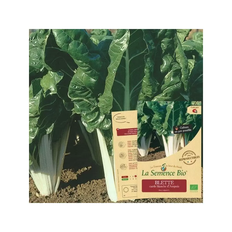 Graines Blette carde blanche BIO - La Semence Bio