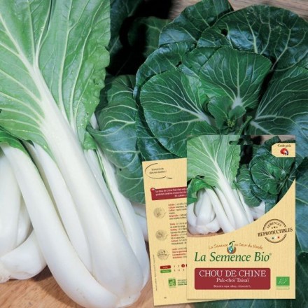 Graines Chou de Chine Pak-choï BIO - La Semence Bio