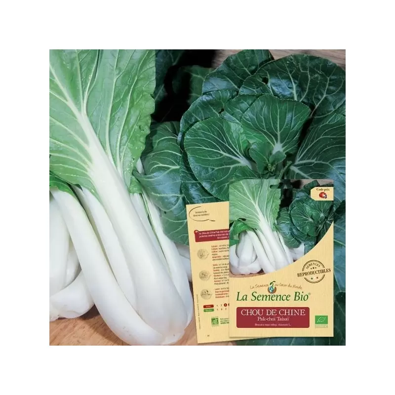 Graines Chou de Chine Pak-choï BIO - La Semence Bio