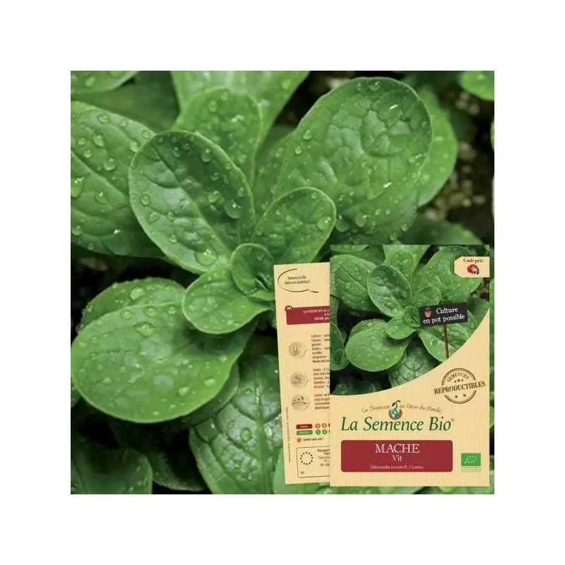 Graines Mâche Vit BIO - La Semence Bio