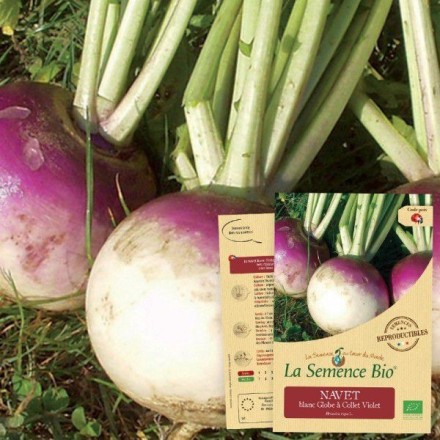Graines Navet Blanc Globe à Collet Violet BIO - La Semence Bio