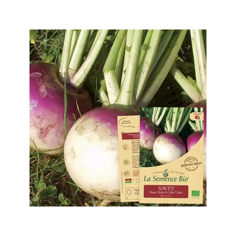 Graines Navet Blanc Globe à Collet Violet BIO - La Semence Bio