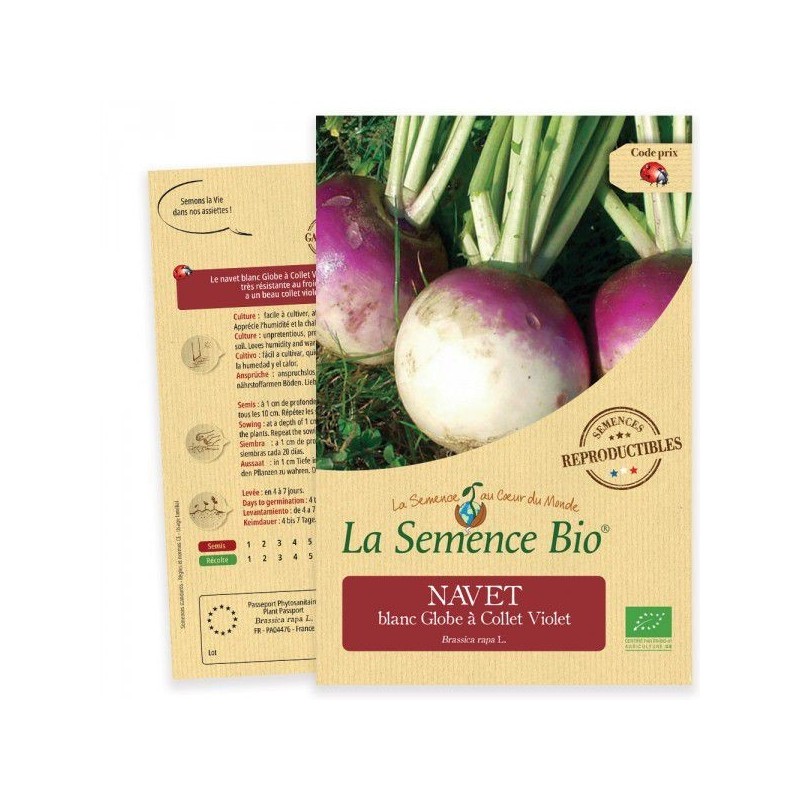 Graines Navet Blanc Globe à Collet Violet BIO - La Semence Bio