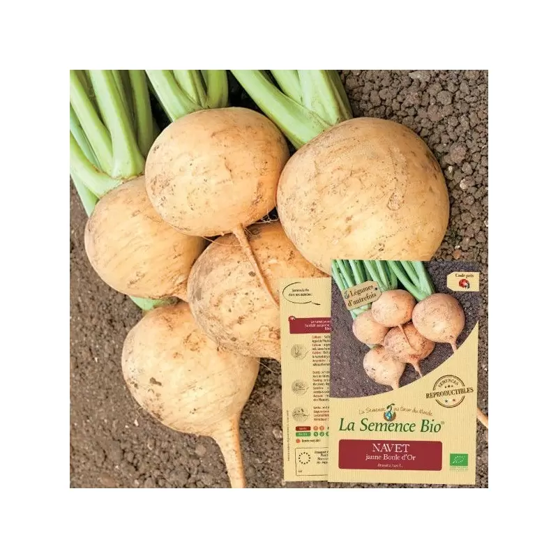 Graines Navet jaune Boule d'Or BIO - La Semence Bio
