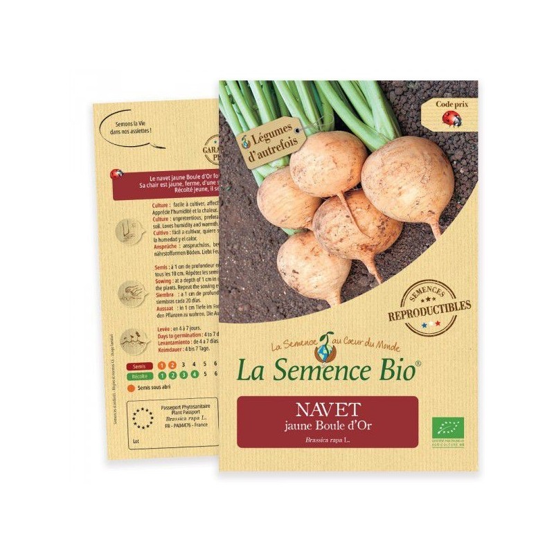 Graines Navet jaune Boule d'Or BIO - La Semence Bio