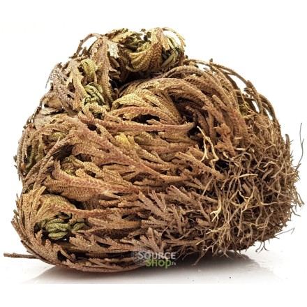 Rose de Jericho - Selaginella lepidophylla