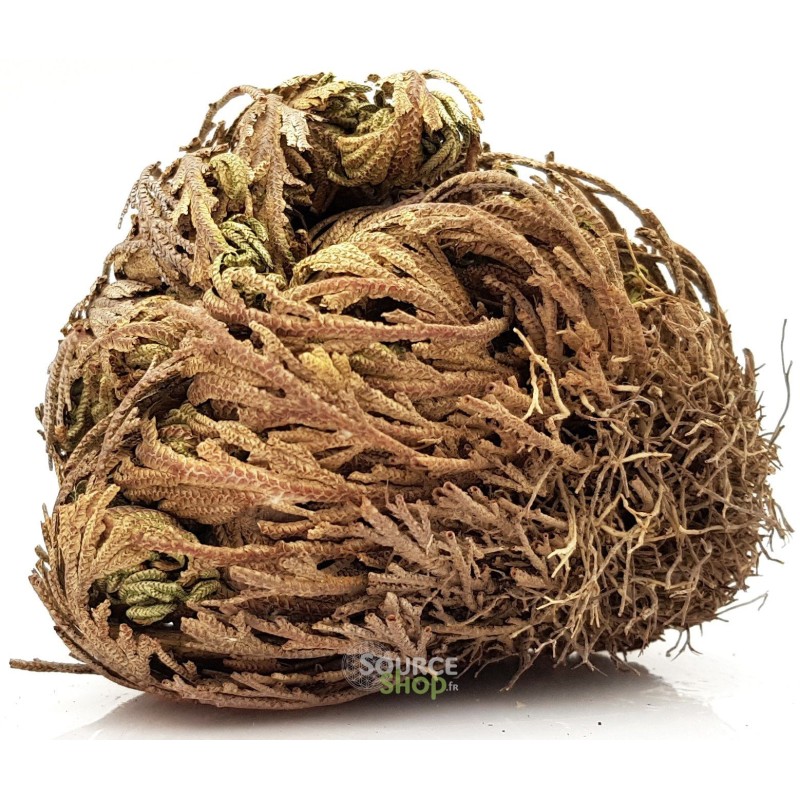 Rose de Jericho - Selaginella lepidophylla
