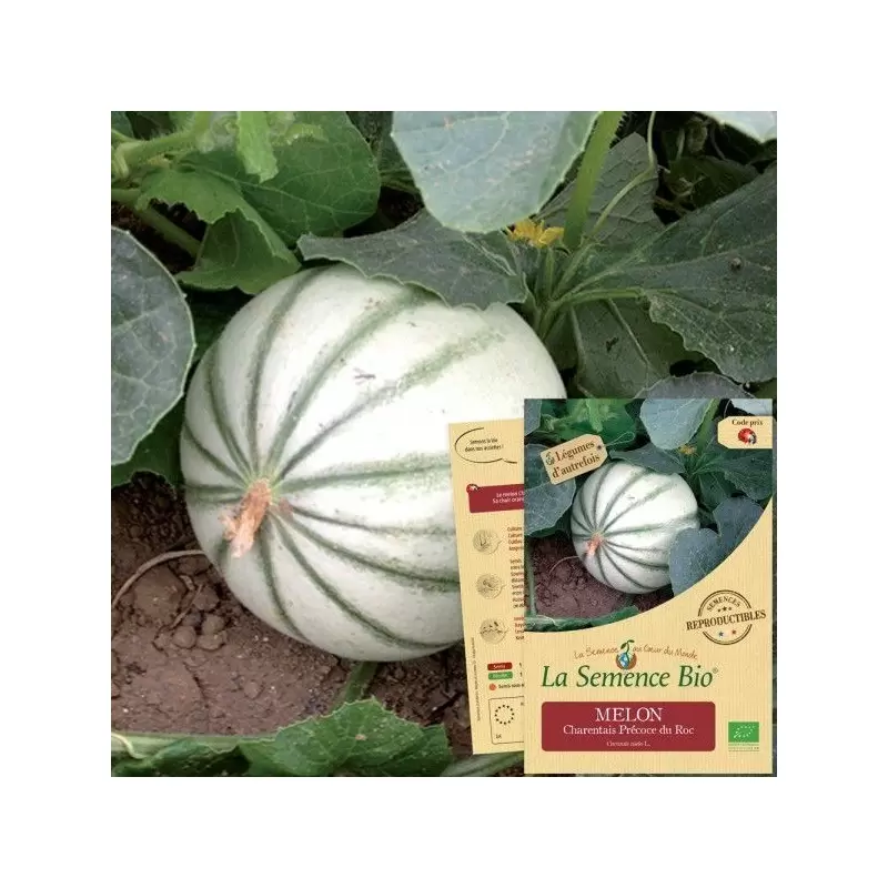 Graines Melon Charentais BIO - La Semence Bio