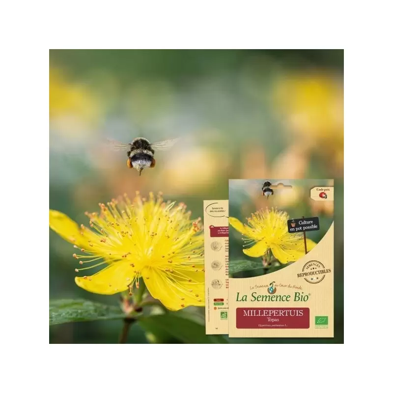Graines Millepertuis Topas BIO - La Semence Bio