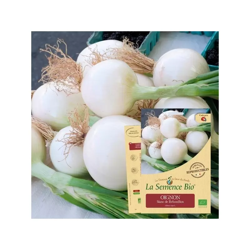 Graines Oignon blanc de Rebouillon BIO - La Semence Bio