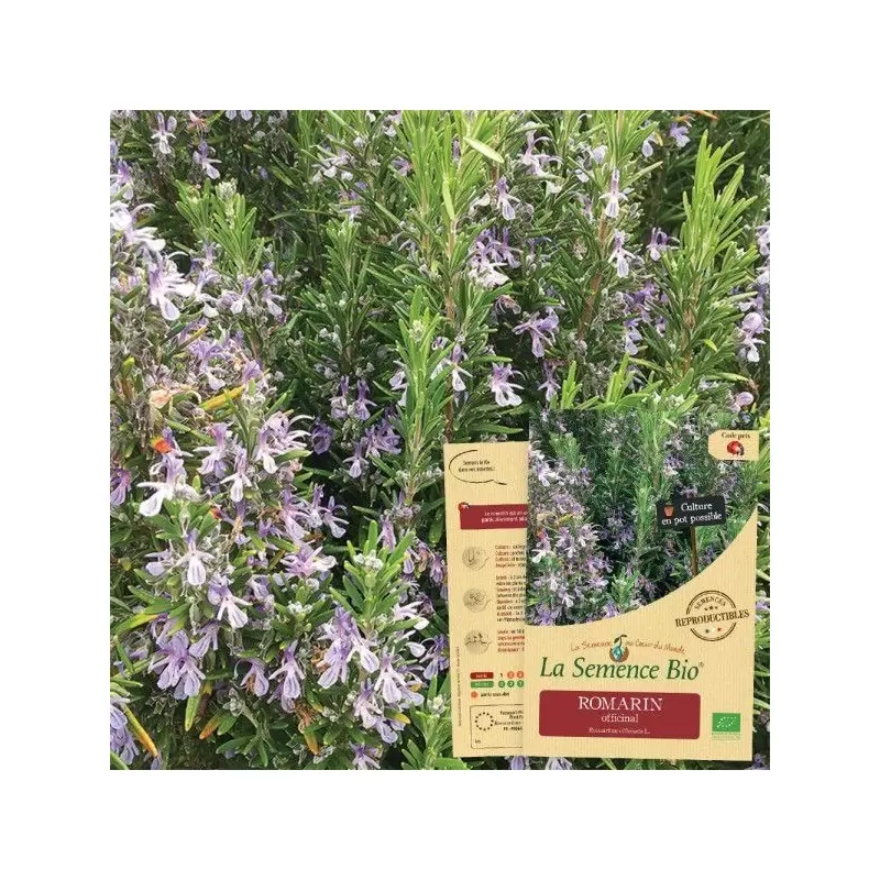 Graines Romarin BIO - La Semence Bio