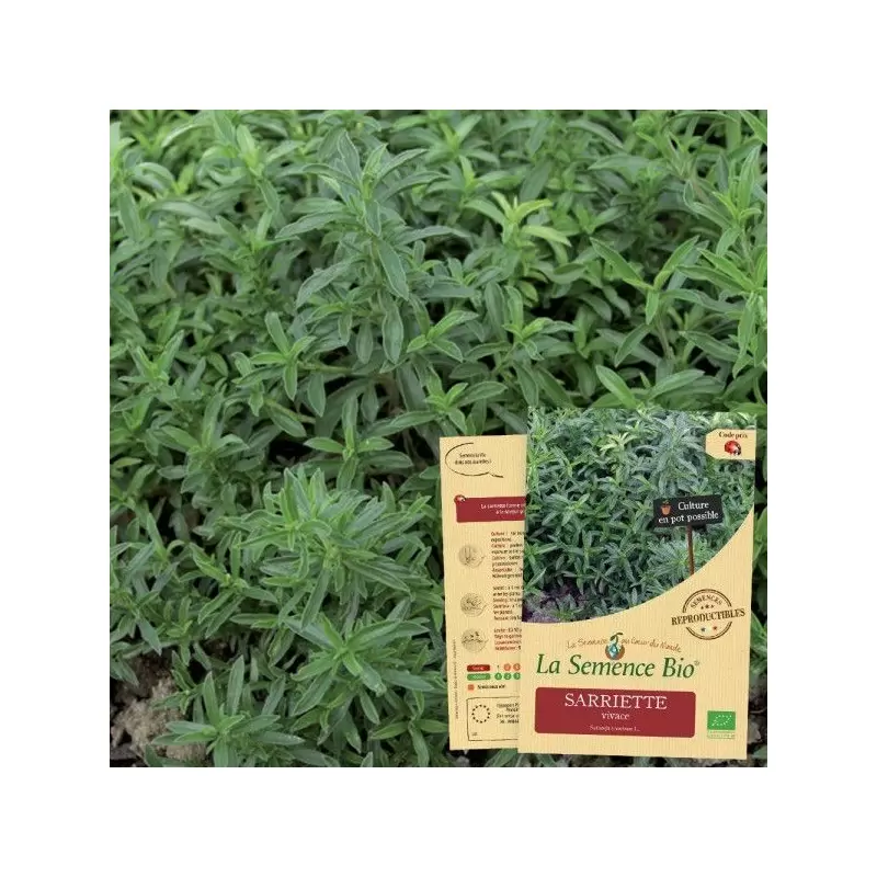 Graines Sarriette vivace BIO - La Semence Bio