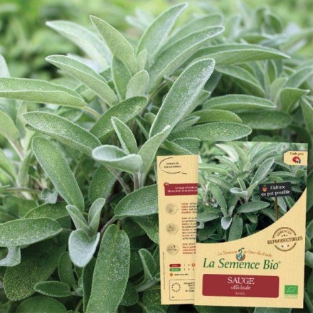 Graines Sauge officinale BIO - La Semence Bio