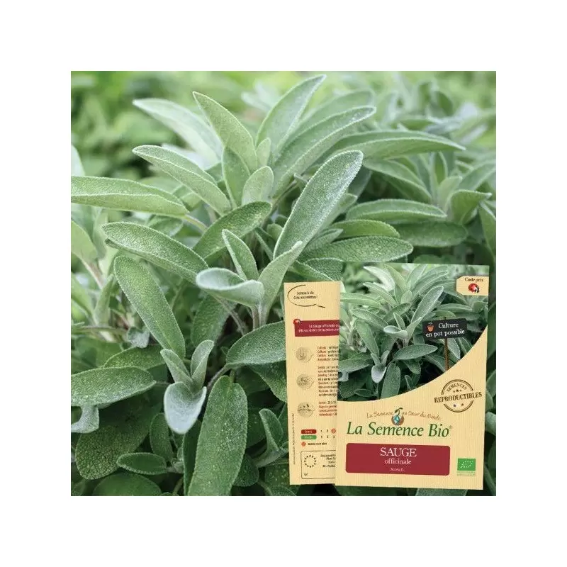 Graines Sauge officinale BIO - La Semence Bio