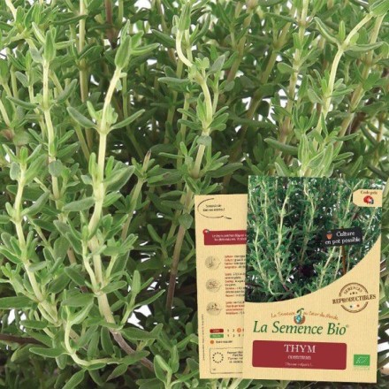 Graines Thym commun BIO - La Semence Bio