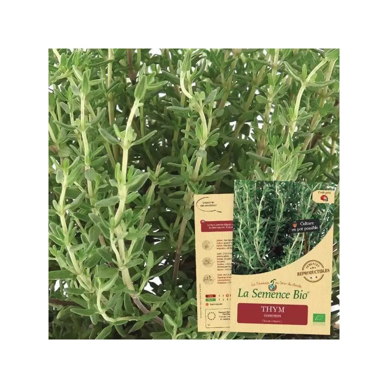 Graines Thym commun BIO - La Semence Bio