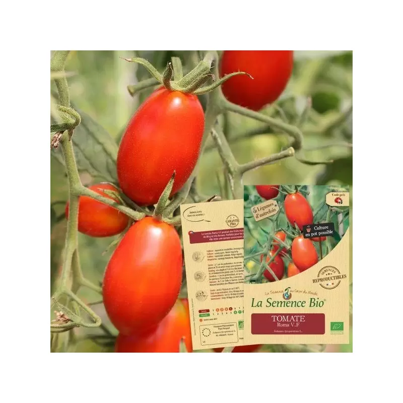 Graines Tomate Roma VF BIO - La Semence Bio