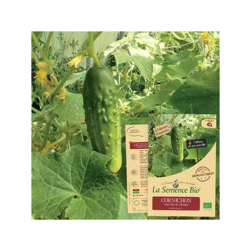Graines Cornichon Vert Fin de Meaux BIO - La Semence Bio