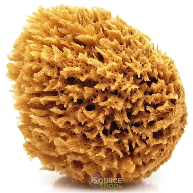  Éponge naturelle de la mer Méditerranée - 10cm