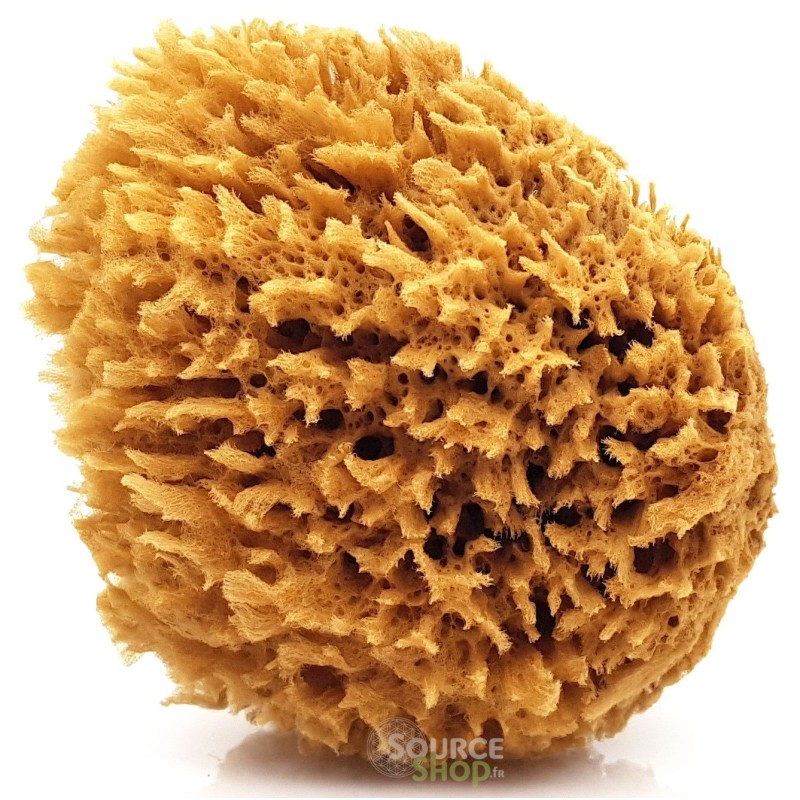  Éponge naturelle de la mer Méditerranée - 10cm
