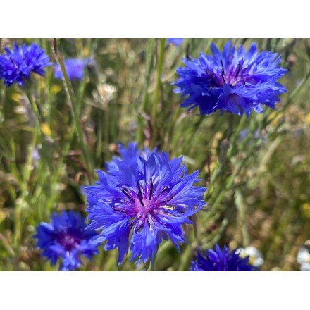 Hydrolat de Bleuet BIO - 200ml - Distillerie Saint-Hilaire