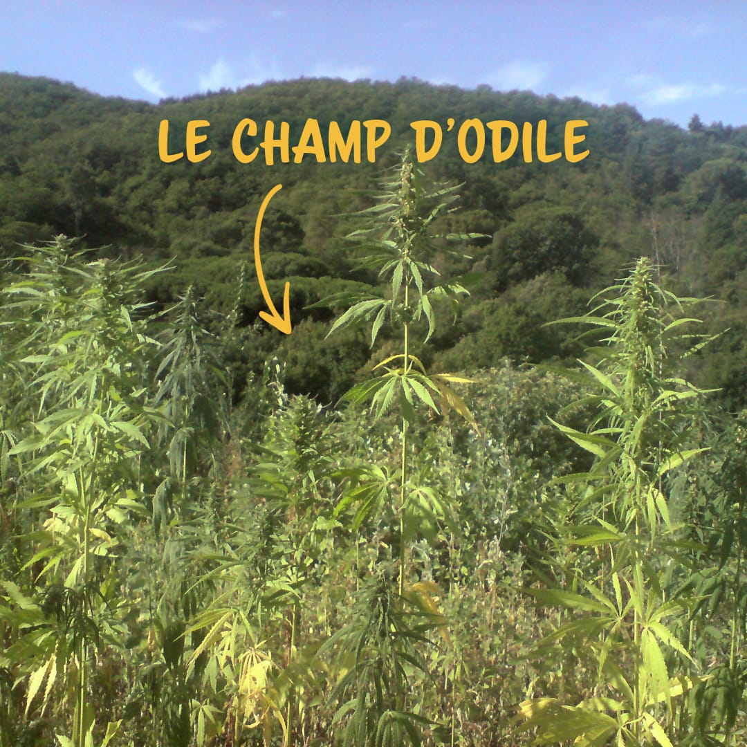 Champ de chanvre bio d'Odile (Canna d'Oc) en Sud-Cévennes