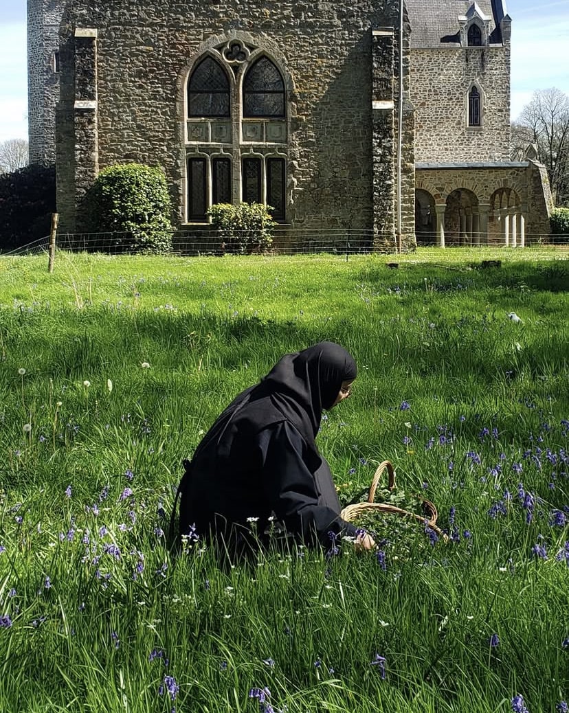 Cueillette du lierre terrestre au Monastère de Bois Salair Florisain