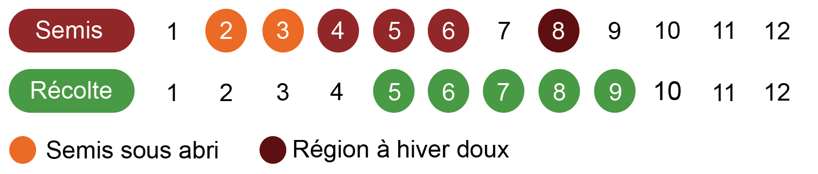 calendrier-oignon-bio