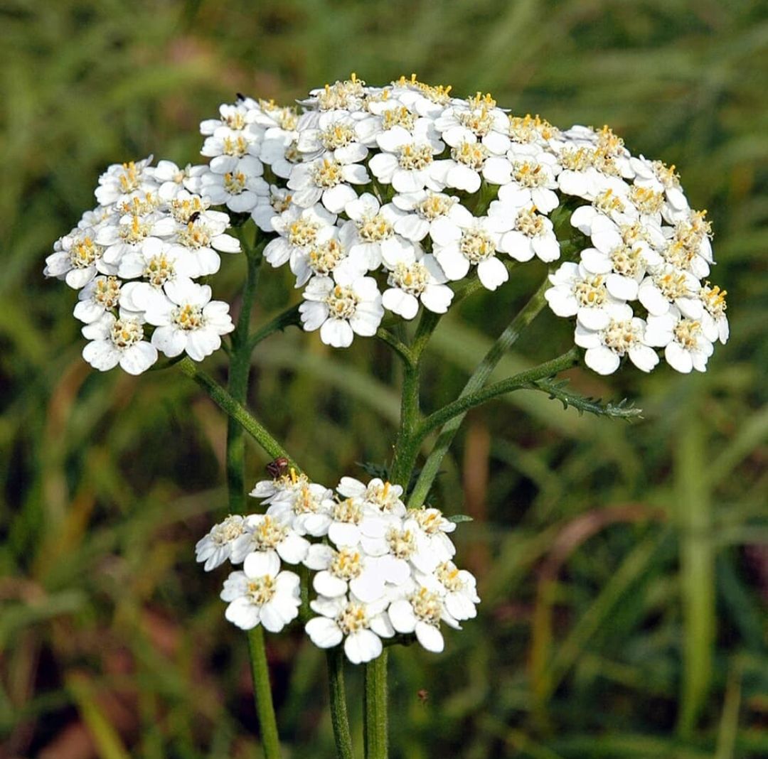 graines-achillee-millefeuille-bio%20(2).jpg