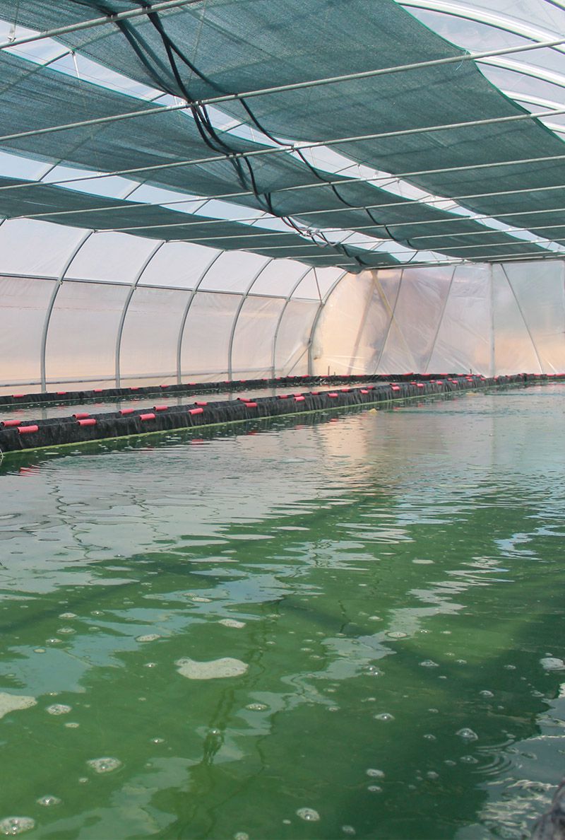 Culture artisanale de spiruline bio sous serre dans la ferme du Spirulinier Comtois dans le Jura